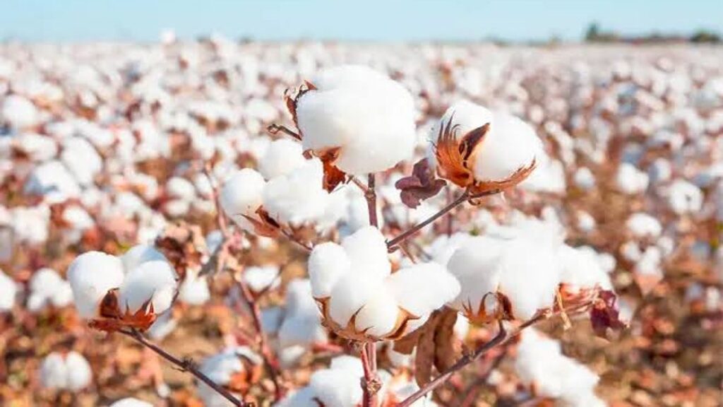 Cotton Farming