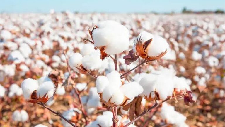 Cotton Farming