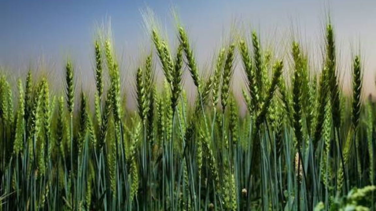 Wheat Farming